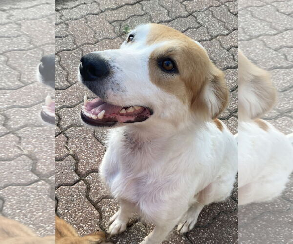Medium Photo #4 Spaniel-Unknown Mix Puppy For Sale in Hillsboro, MO, USA