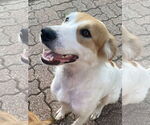 Small #3 Spaniel Mix
