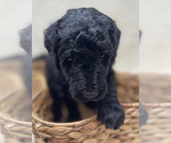 Medium Photo #48 Double Doodle Puppy For Sale in PIERSON, FL, USA