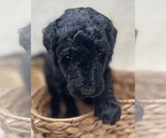 Small Photo #48 Double Doodle Puppy For Sale in PIERSON, FL, USA