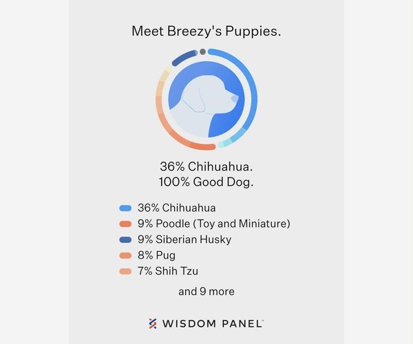 Medium Photo #4 Chihuahua-Unknown Mix Puppy For Sale in Corona, CA, USA