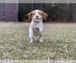 Small Photo #8 Brittany Puppy For Sale in ORRUM, NC, USA