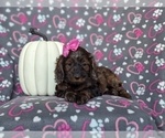 Small Photo #5 Cockapoo Puppy For Sale in KIRKWOOD, PA, USA