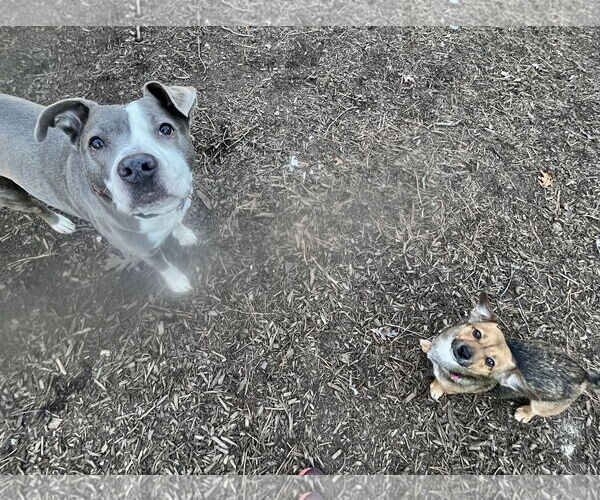 Medium Photo #8 Mutt Puppy For Sale in Mount Laurel, NJ, USA