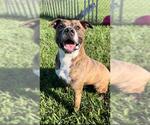 Small #3 Boxer Mix
