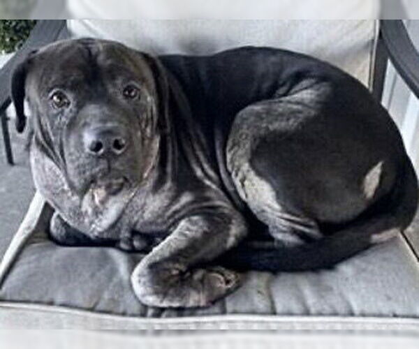 Medium Photo #2 Mastiff Puppy For Sale in Houston, TX, USA