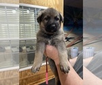 Small Photo #18 German Shepherd Dog Puppy For Sale in MADISON HEIGHTS, VA, USA