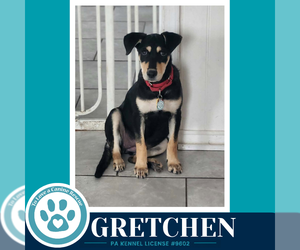 German Shepherd Dog-Unknown Mix Dogs for adoption in Kimberton, PA, USA