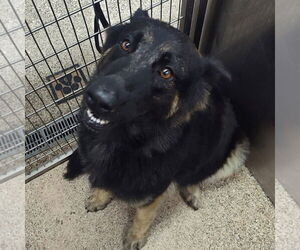 German Shepherd Dog Dogs for adoption in Martinsburg, WV, USA