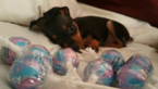 Small Photo #2 Miniature Pinscher Puppy For Sale in BULGER, PA, USA