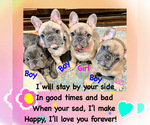 Image preview for Ad Listing. Nickname: Litter of 5