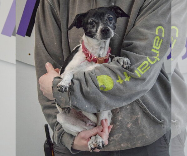 Medium Photo #5 Italian Greyhound-Rat Terrier Mix Puppy For Sale in Huntley, IL, USA