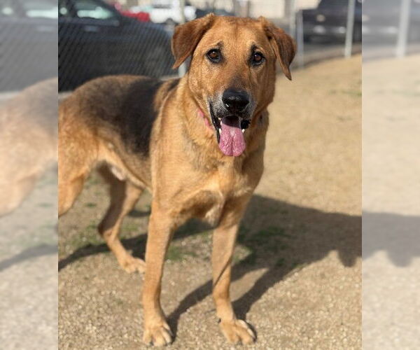 Medium Photo #1 German Shepherd Dog-Unknown Mix Puppy For Sale in Camarillo, CA, USA