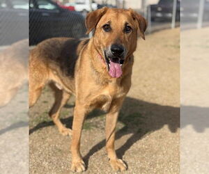 German Shepherd Dog-Unknown Mix Dogs for adoption in Camarillo, CA, USA