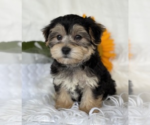 Morkie Puppy for sale in ROCK STREAM, NY, USA
