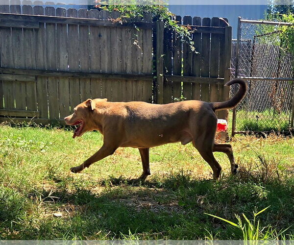 Medium Photo #8 Labrador Retriever-Unknown Mix Puppy For Sale in Jackson, MS, USA