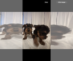 Small #2 Yorkshire Terrier