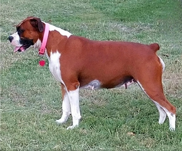 Medium Photo #1 Boxer Puppy For Sale in SLATON, TX, USA