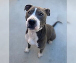American Pit Bull Terrier Dogs for adoption in Salinas, CA, USA