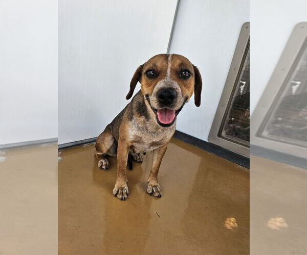 Medium Photo #3 Beagle-Unknown Mix Puppy For Sale in Elmsford, NY, USA