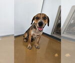 Small #2 Beagle Mix