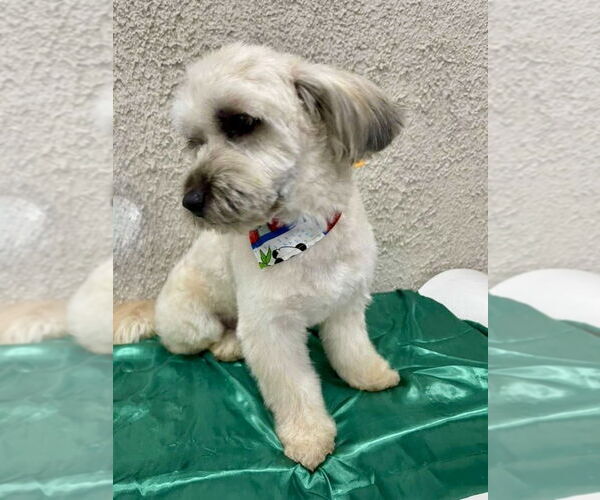 Medium Photo #4 Lhasa Apso Puppy For Sale in San Diego, CA, USA