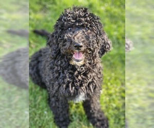 Double Doodle Puppy for Sale in AUSTIN, Indiana USA