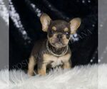 Puppy Cash AKC French Bulldog