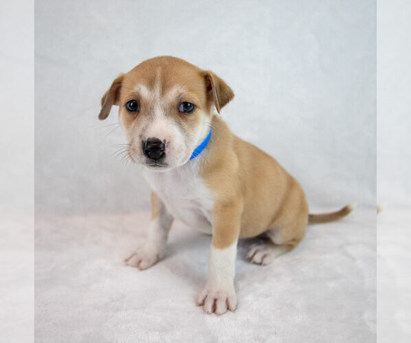 Medium Photo #6 Mutt Puppy For Sale in Kennesaw, GA, USA