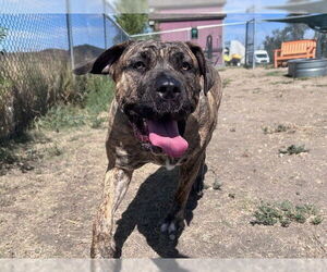 Mutt Dogs for adoption in Denver, CO, USA