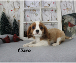 Small Photo #54 Cavalier King Charles Spaniel Puppy For Sale in CHANUTE, KS, USA