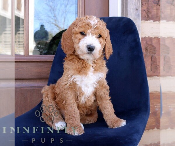Medium Photo #3 Goldendoodle Puppy For Sale in NARVON, PA, USA