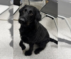Labradoodle Dogs for adoption in Lancaster, PA, USA