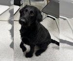 Small Labradoodle
