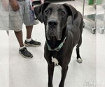 Small #2 Great Dane Mix