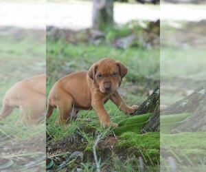 Doberman Pinscher-Great Dane Mix Puppy for Sale in OWENSBORO, Kentucky USA