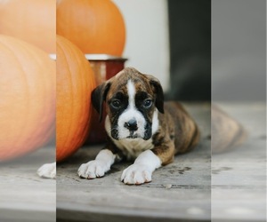 Boxer Puppy for sale in ABBEVILLE, SC, USA