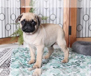 Pug Puppy for sale in NAPLES, FL, USA