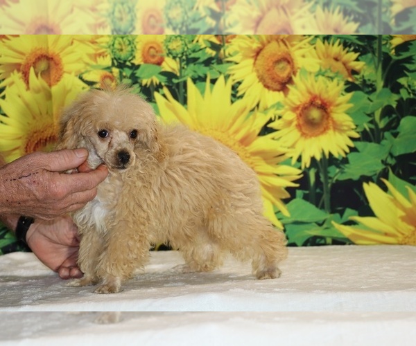 Medium Photo #5 Poodle (Toy) Puppy For Sale in DYERSBURG, TN, USA
