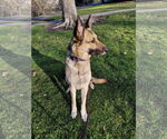Small Photo #5 German Shepherd Dog Puppy For Sale in Cupertino, CA, USA