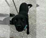 Small #3 Labrador Retriever Mix