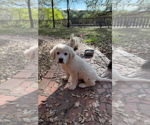 Medium Photo #7 Anatolian Pyrenees Puppy For Sale in Houston, TX, USA