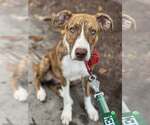 Small Photo #9 Mutt Puppy For Sale in Greenville, SC, USA