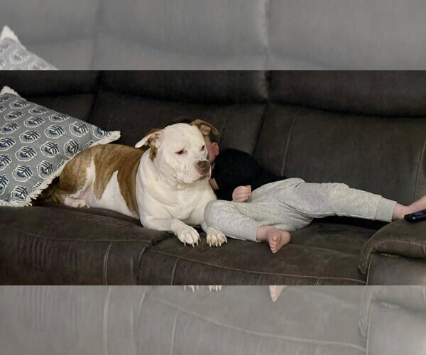 Medium Photo #9 Mutt Puppy For Sale in Mount Laurel, NJ, USA