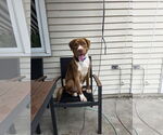 Small #3 American Pit Bull Terrier-Retriever  Mix