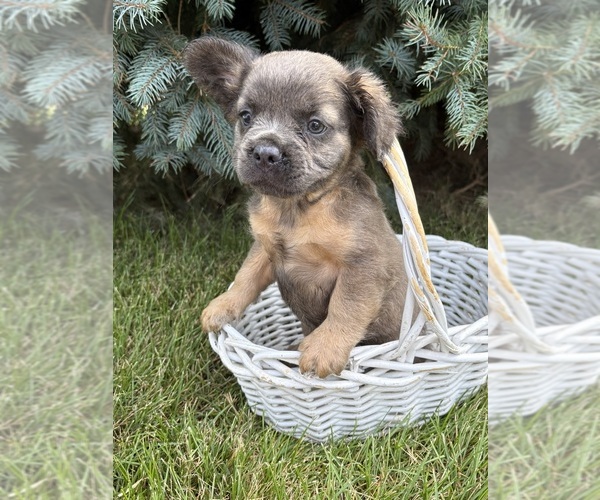 Medium Photo #2 French Bulldog Puppy For Sale in MIDDLEBURY, IN, USA