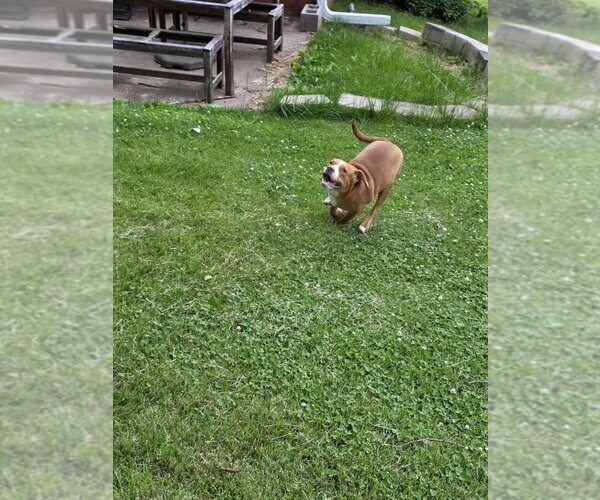 Medium Photo #6 Beabull Puppy For Sale in Aurora, IN, USA