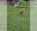 Small #5 Beabull
