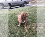Small Photo #5 Goldendoodle-Poodle (Miniature) Mix Puppy For Sale in HUNTLY, VA, USA