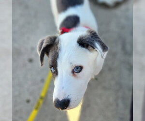 Mutt Dogs for adoption in Fargo, ND, USA